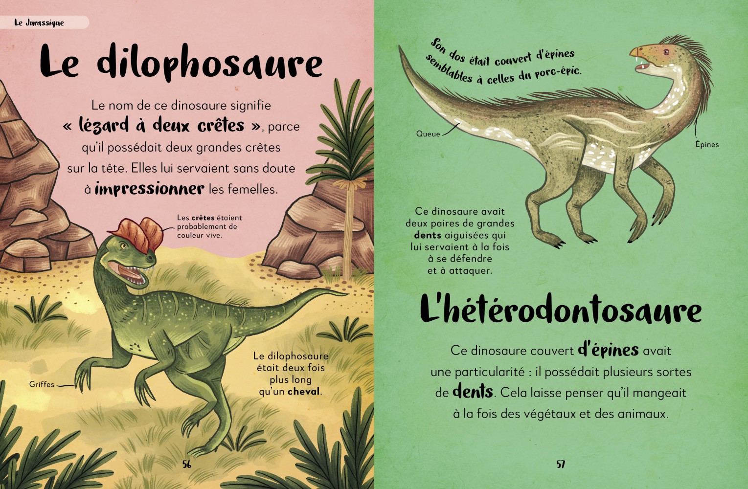 Mon Premier Livre Des Dinosaures