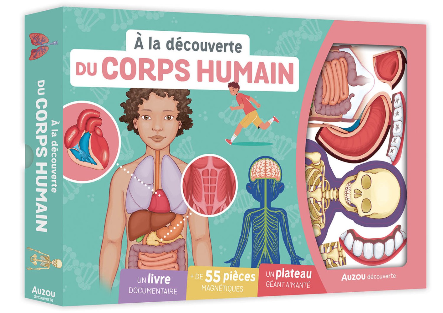 À La Découverte Du Corps Humain