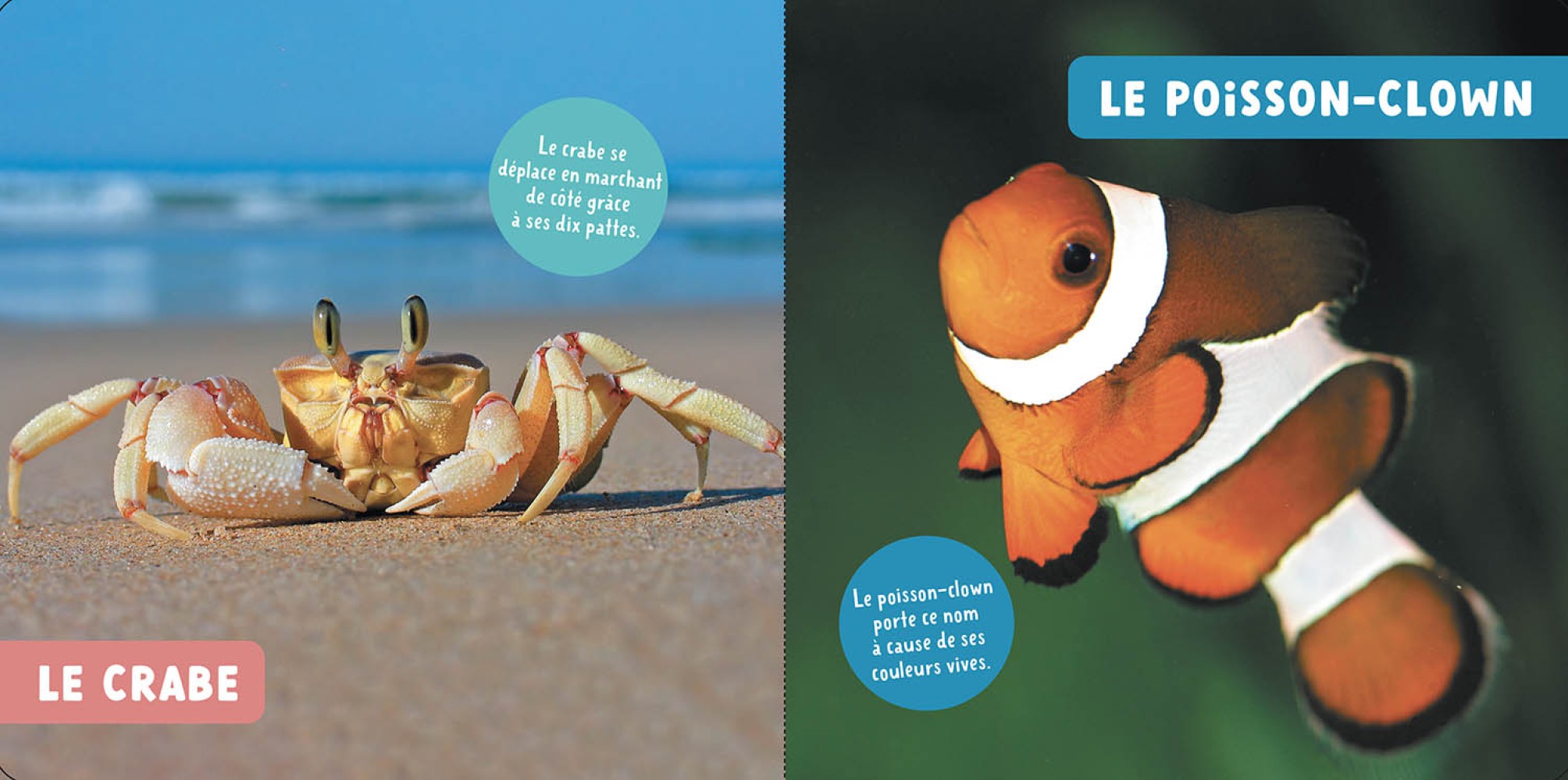 Les Animaux De La Mer